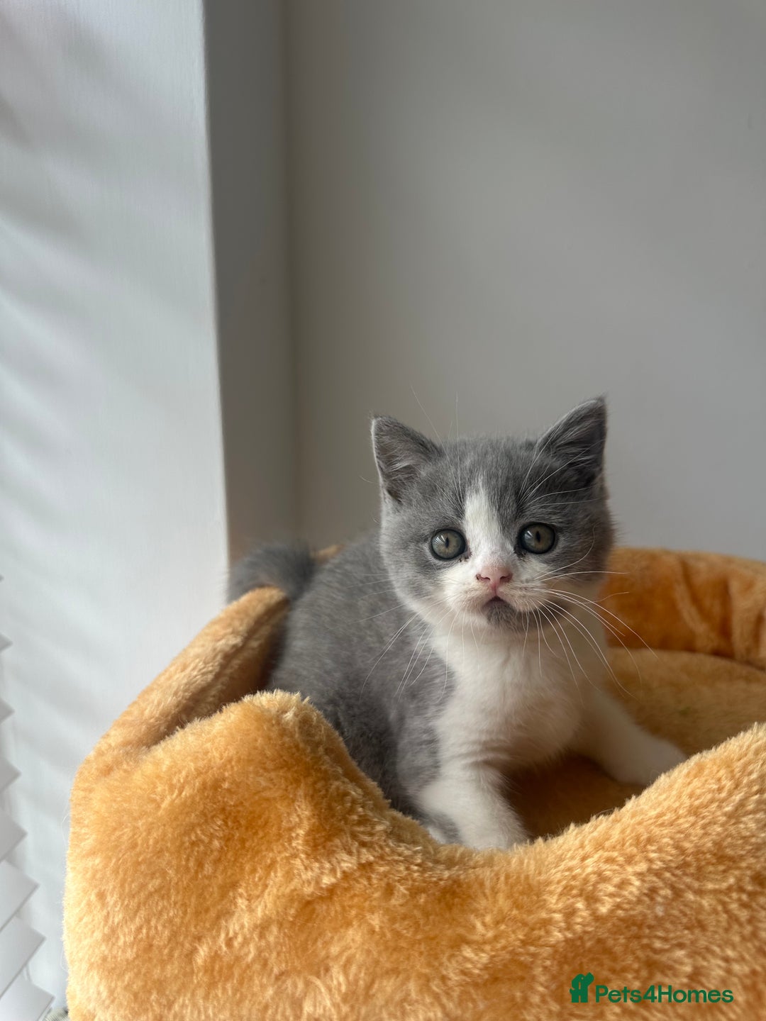 British Shorthair cats for sale: 🐻 Beautiful Teddy Bear BSH and BLH 🐻 - Image 20