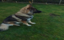 German Shepherd dogs for stud: For Stud only  - Image 4