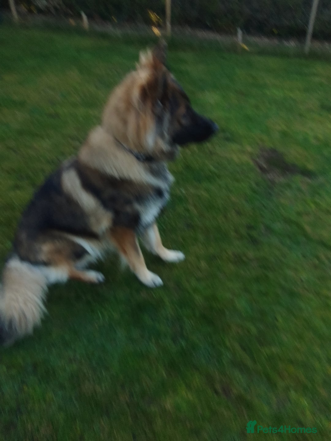 German Shepherd dogs for stud: For Stud only  - Image 4