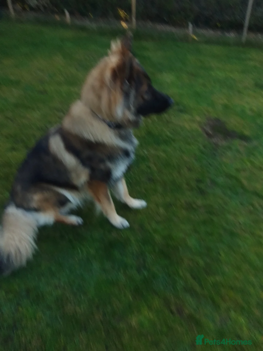 German Shepherd dogs for stud: For Stud only  - Advert 4