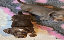 Miniature Dachshund dogs for sale: READY NOW...isabella miniature dachshund pups  - Image 18