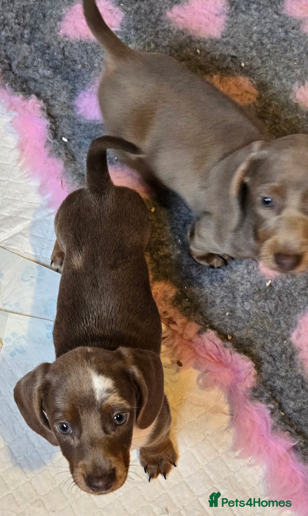 Miniature Dachshund dogs for sale: READY NOW...isabella miniature dachshund pups  - Image 18