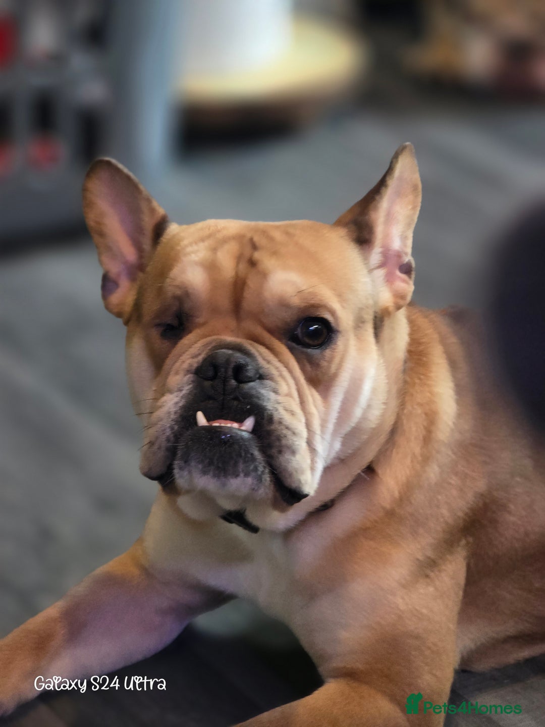 Mixed Breed dogs for sale: Freelance Bulldog for Sale - Image 4