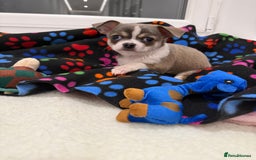 Chihuahua dogs for sale: Stunning chihuahua litter  - Image 17
