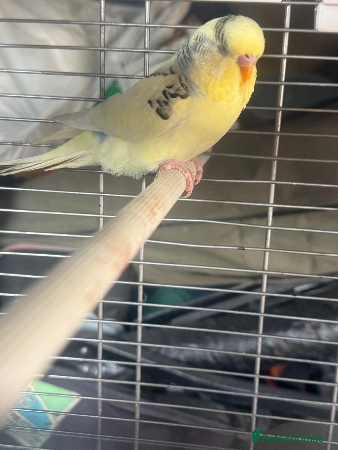 Budgerigars birds for sale: 6 baby budgies for sale  - Image 18