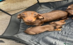 Dachshund dogs for sale: Dachshund puppies  - Image 14