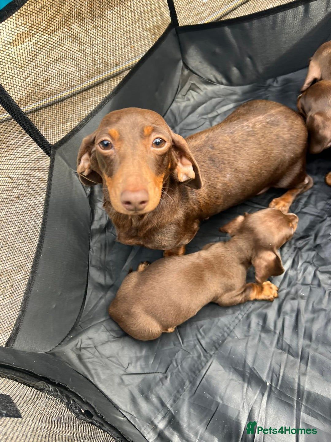 Dachshund dogs for sale: Dachshund puppies  - Image 14