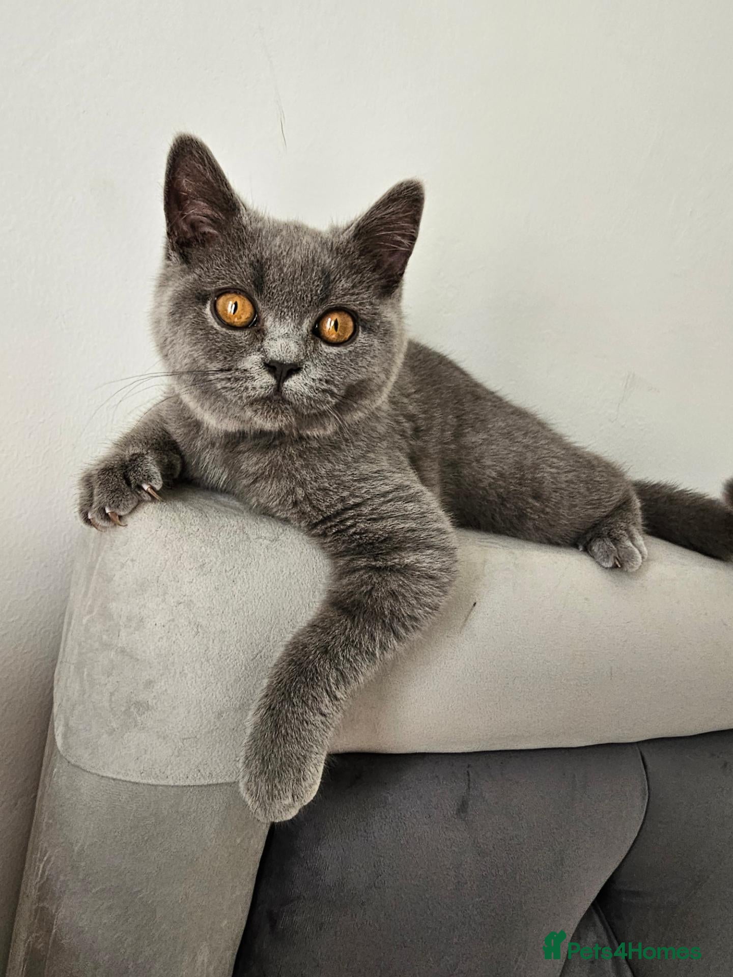 British Shorthair cats British Shorthair kitten - Advert 9