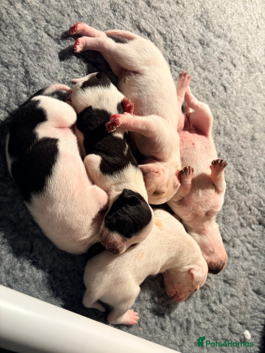 Pointer dogs for sale: Beautiful Pointer puppies for sale - Advert 1