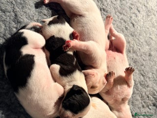 Pointer dogs Beautiful Pointer puppies for sale - Advert 4