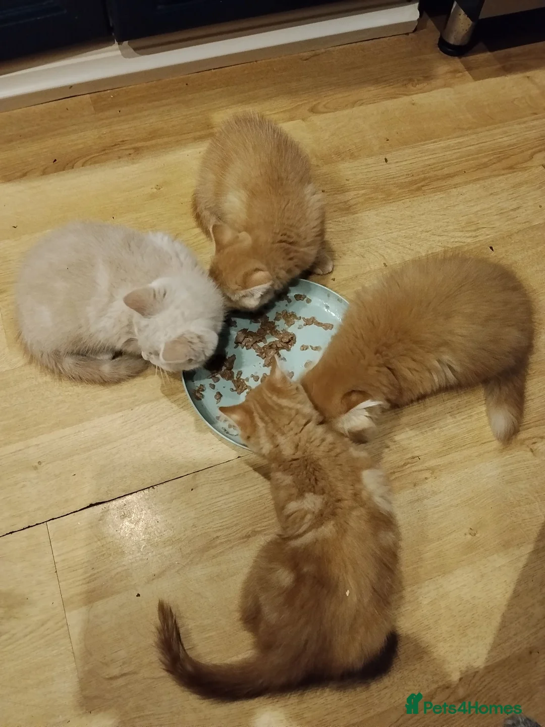 Scottish Fold cats for sale: 3 ginger girls and one boy available    - Advert 2