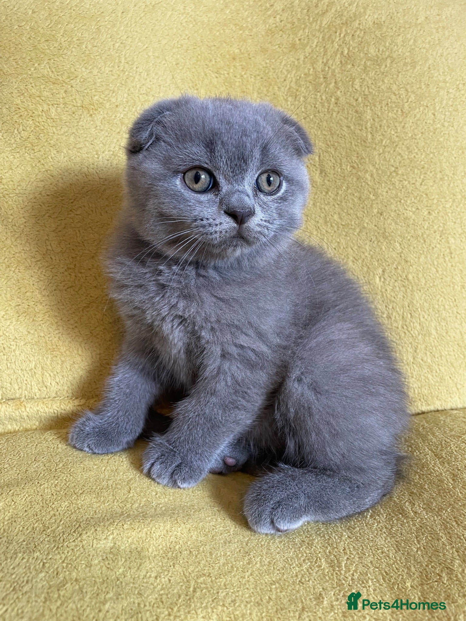 Scottish Fold cats Champion Line Scottish Fold X British short hair - Advert 20