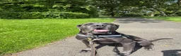 Cane Corso dogs for sale: Diego looking for his forever home 🏡🏡 - Advert 6