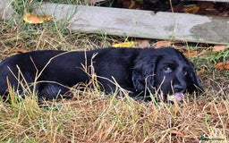 Cocker Spaniel dogs for sale: Stunning Black working Cocker Spaniel Puppies - Image 19