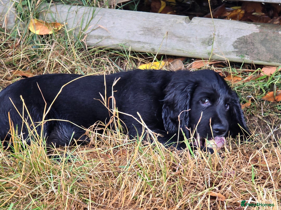 Cocker Spaniel dogs for sale: Stunning Black working Cocker Spaniel Puppies - Image 19