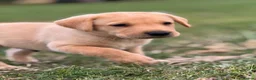 Labrador Retriever dogs for sale: Beautiful red Labrador puppies - Advert 5