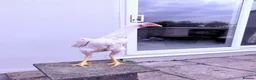 Chickens poultry for sale: WHITE O SHAMO CHICKENS - Advert 16