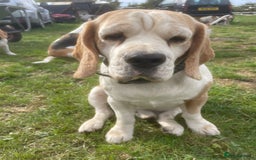 Beagle dogs for sale: Beautiful beagle boys kc reg ready 19 sept  - Image 5