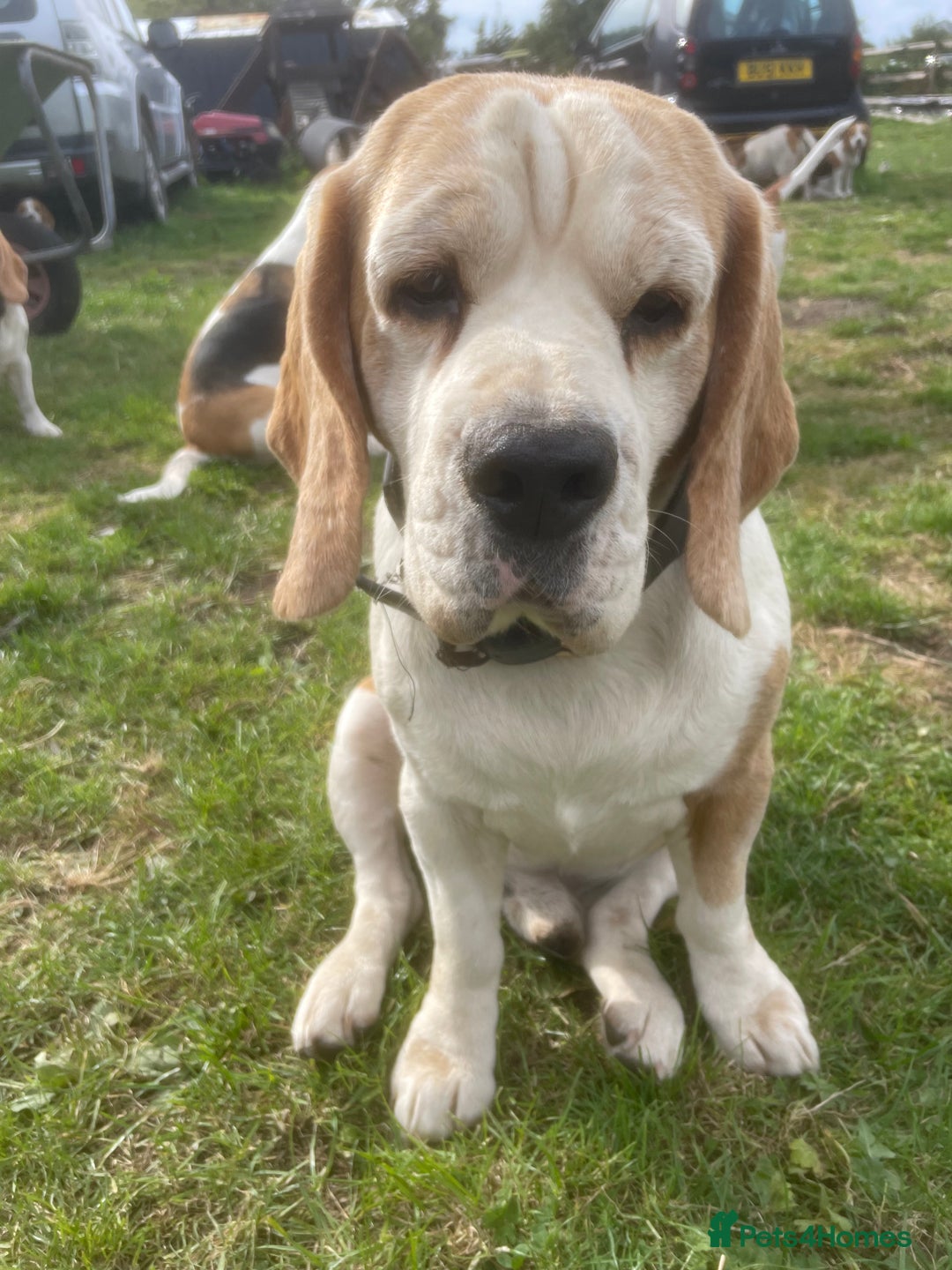 Beagle dogs for sale: Beautiful beagle boys kc reg ready 19 sept  - Image 5