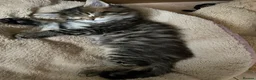 Maine Coon cats for sale: Tufty ears and big paws  - Advert 4