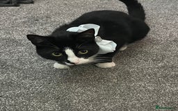 Domestic Shorthair cats for sale: Female cat  - Image 6