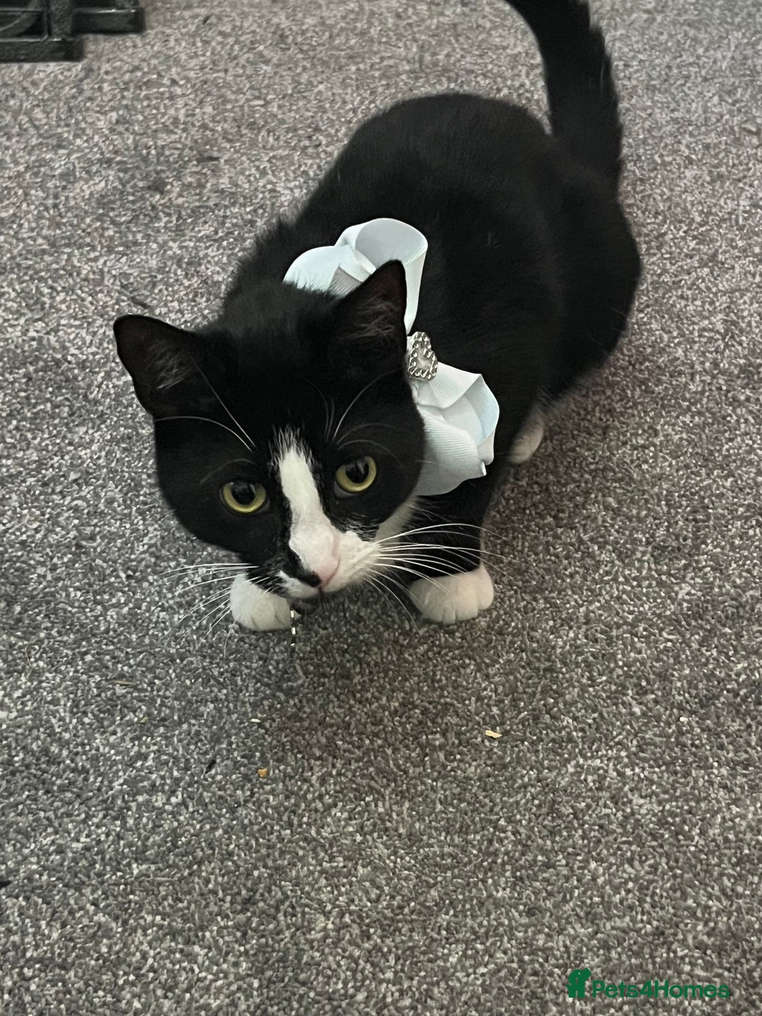 Domestic Shorthair cats for sale: Female cat  - Image 6