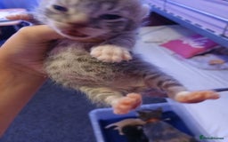 British Shorthair cats for sale: Two beautiful male kittens for sale! - Image 1