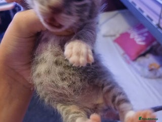 British Shorthair cats - Advert 1