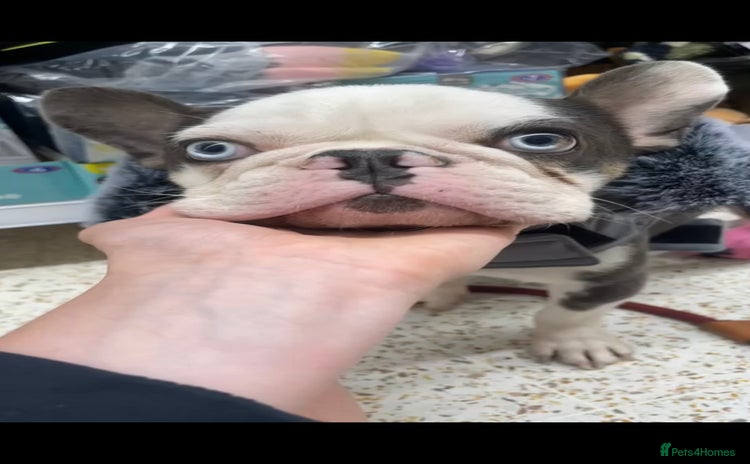 French Bulldog dogs - Advert 1