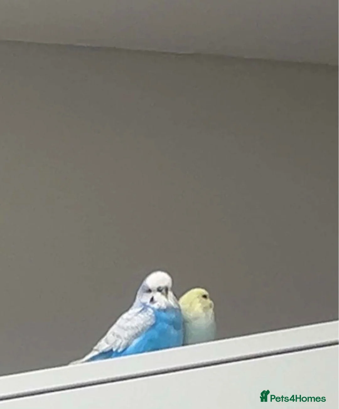 Budgerigars birds for sale: Budgies omlet cage male/Female 1 and 3 months  in Rugeley - Advert 2