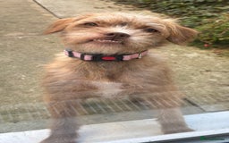 Mixed Breed dogs for sale: Lovely Bossipoo - Advert 1