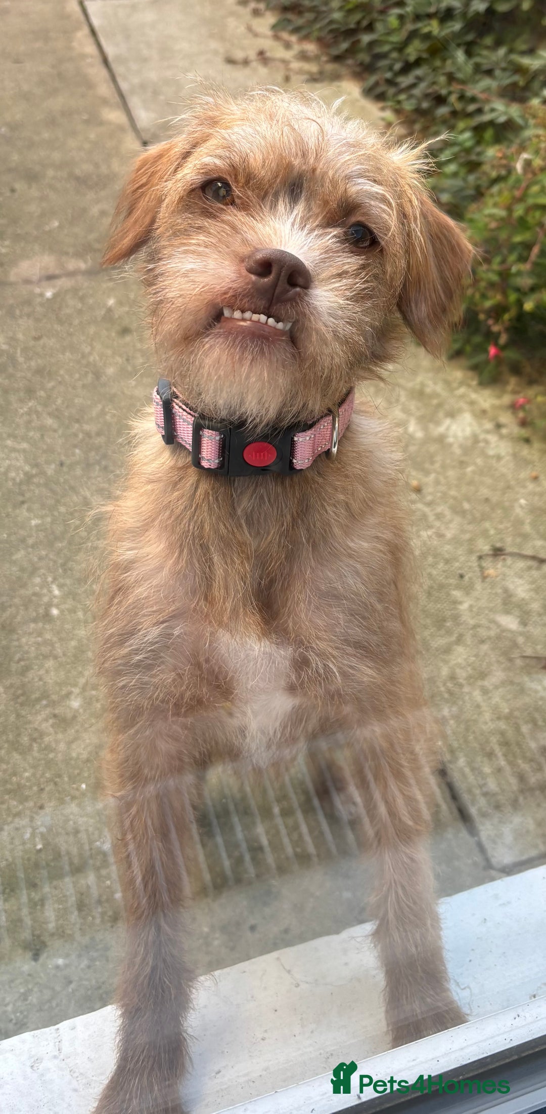 Mixed Breed dogs for sale: Lovely Bossipoo - Advert 1