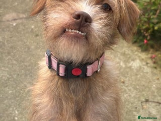 Mixed Breed dogs Lovely Bossipoo - Advert 9