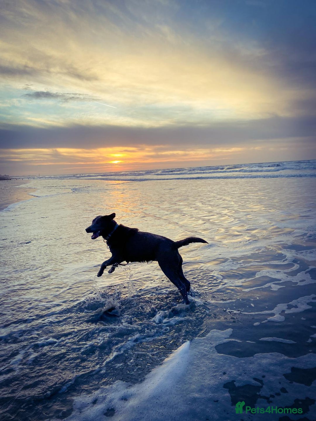 Labrador Retriever dogs for sale: Silver, Charcoal, Champagne Labrador Puppies  - Image 7