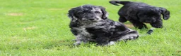 Cockapoo dogs for sale: Beautiful Cockapoo puppies for sale  - Advert 33