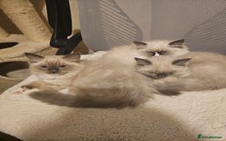 Ragdoll cats for sale: Adorable Kittens Looking for Their Forever Home - Image 4