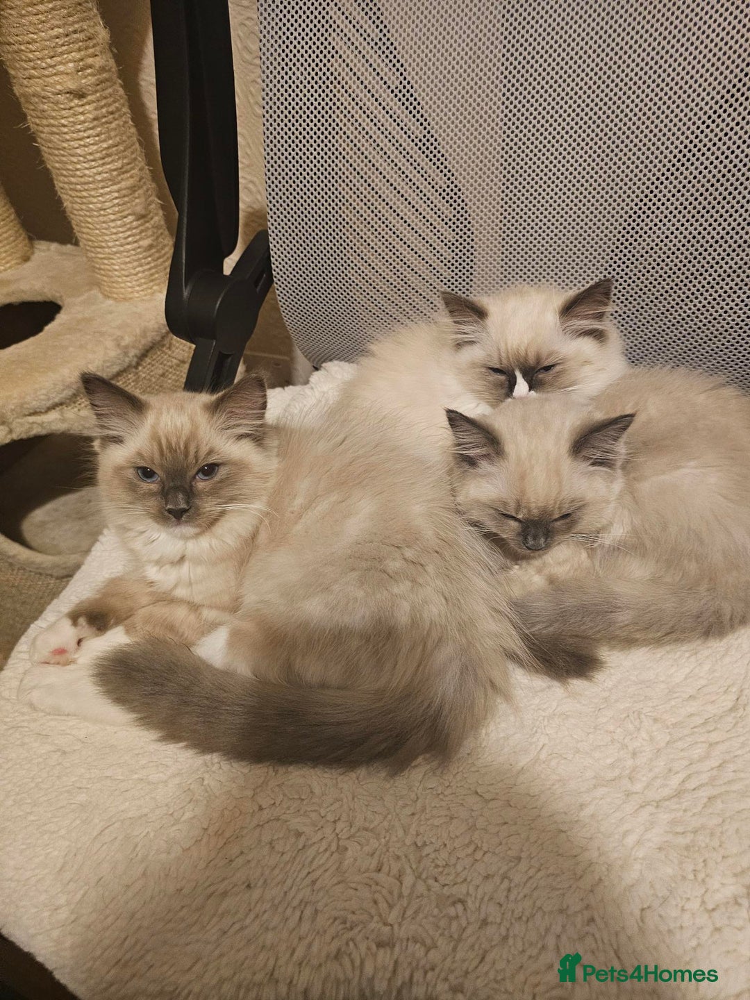 Ragdoll cats for sale: Adorable Kittens Looking for Their Forever Home - Image 4