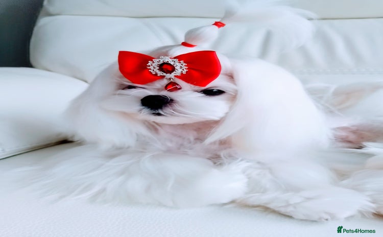 Maltese dogs - Advert 1