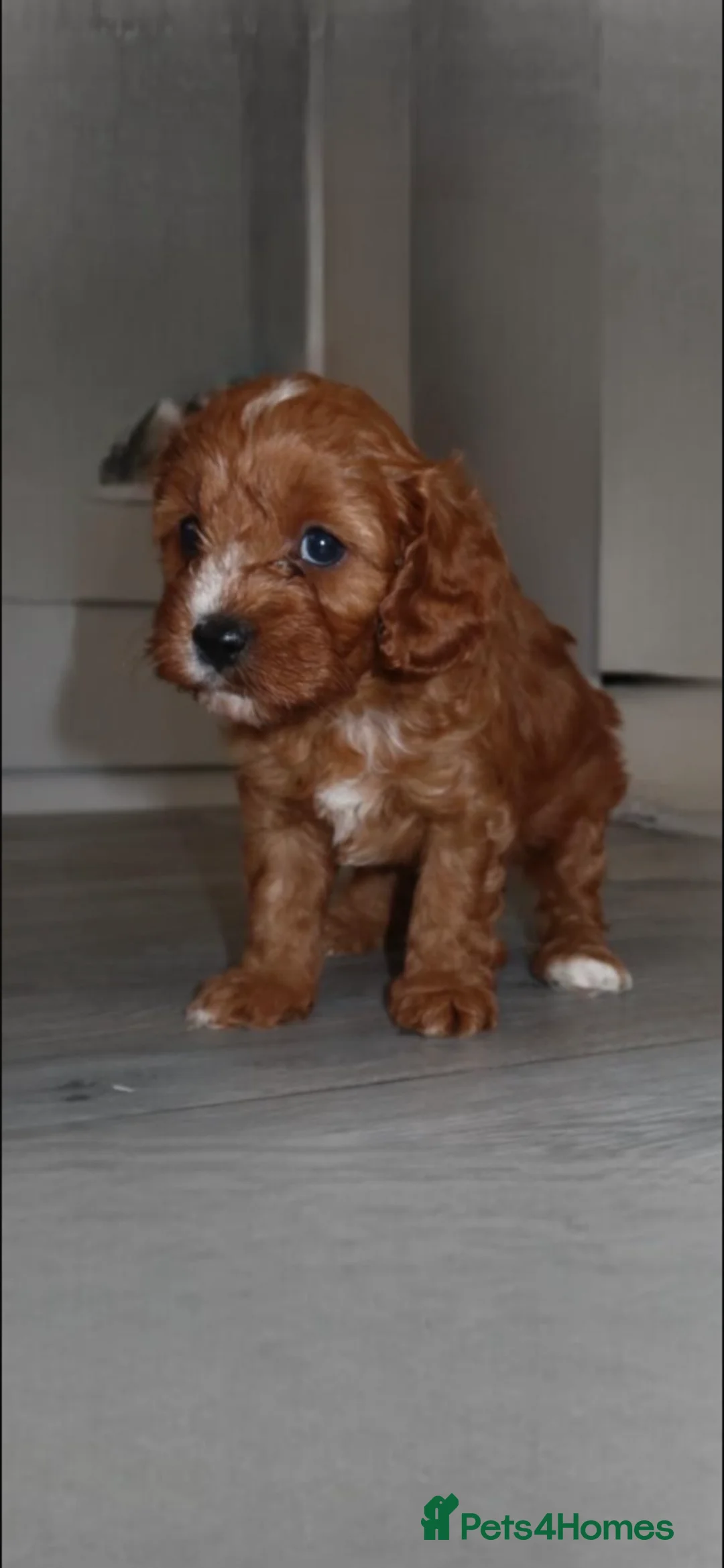 Cavapoo dogs for sale: Stunning  Cavapoo puppy  in Epsom - Advert 2