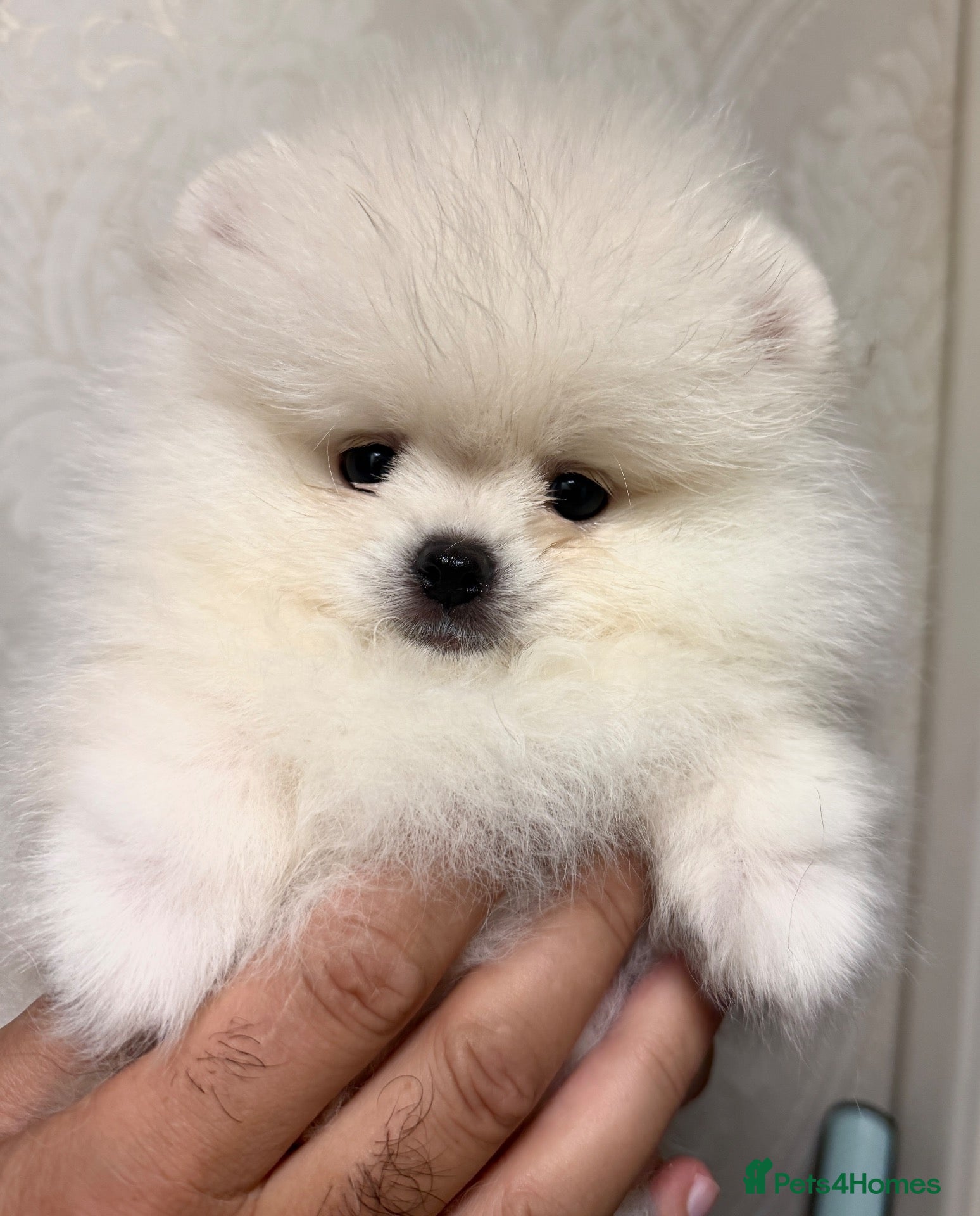 Pomeranian dogs Beautiful White/Cream Pomeranian Puppies - Advert 2