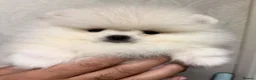 Pomeranian dogs for sale: Beautiful White/Cream Pomeranian Puppies - Advert 8