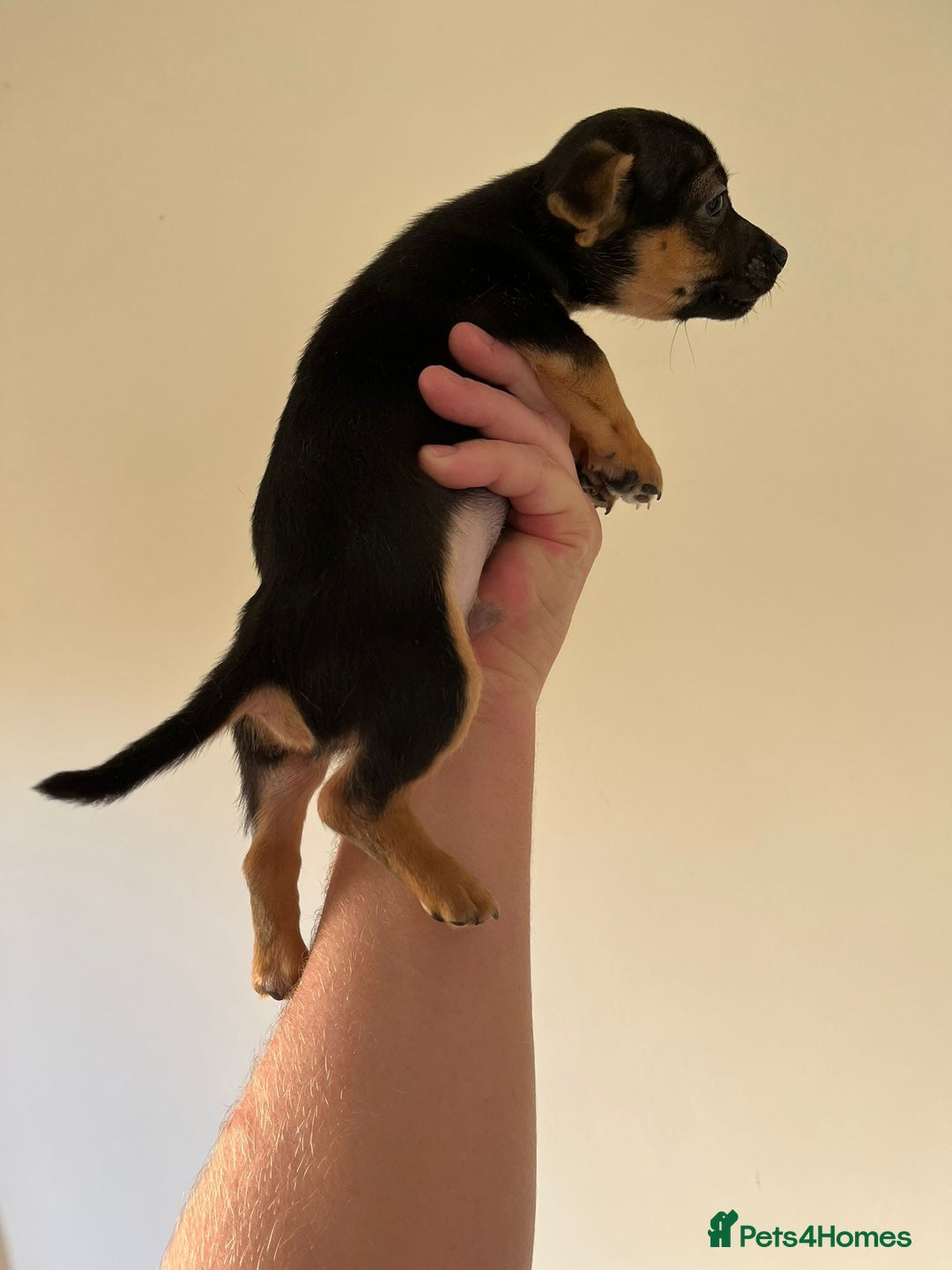 Jack Russell dogs for sale: Jack Russell  - Advert 4