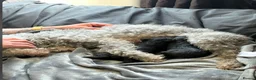 Bedlington Terrier dogs for sale: ELITE 5x champion lineage Bedlington terrier Boy.  - Advert 2