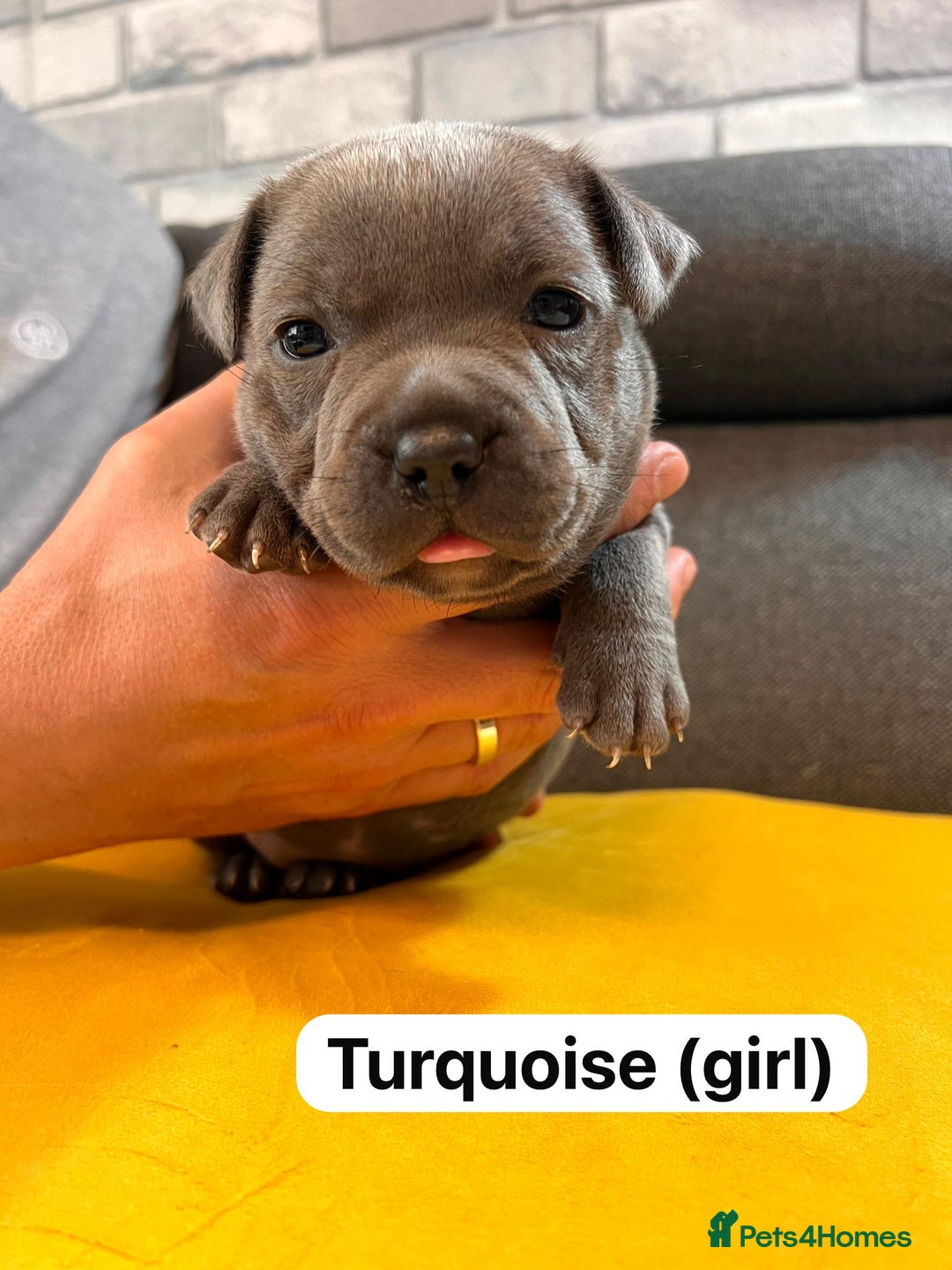 Staffordshire Bull Terrier dogs for sale:   Champion-KC.Reg.Blue Staffordshire Bull Terrier  - Image 27