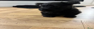 Scottish Terrier 4