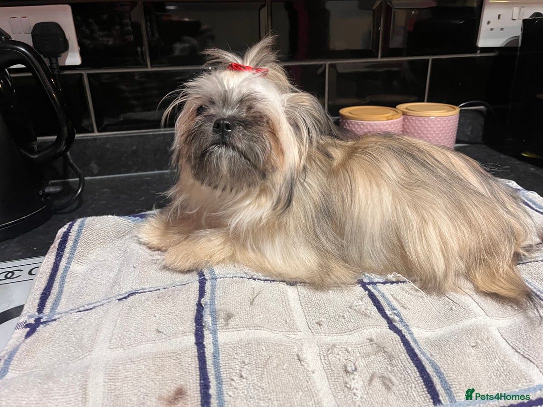 Mixed Breed dogs for sale: Shih Tzu cross Chihuahua - Advert 4