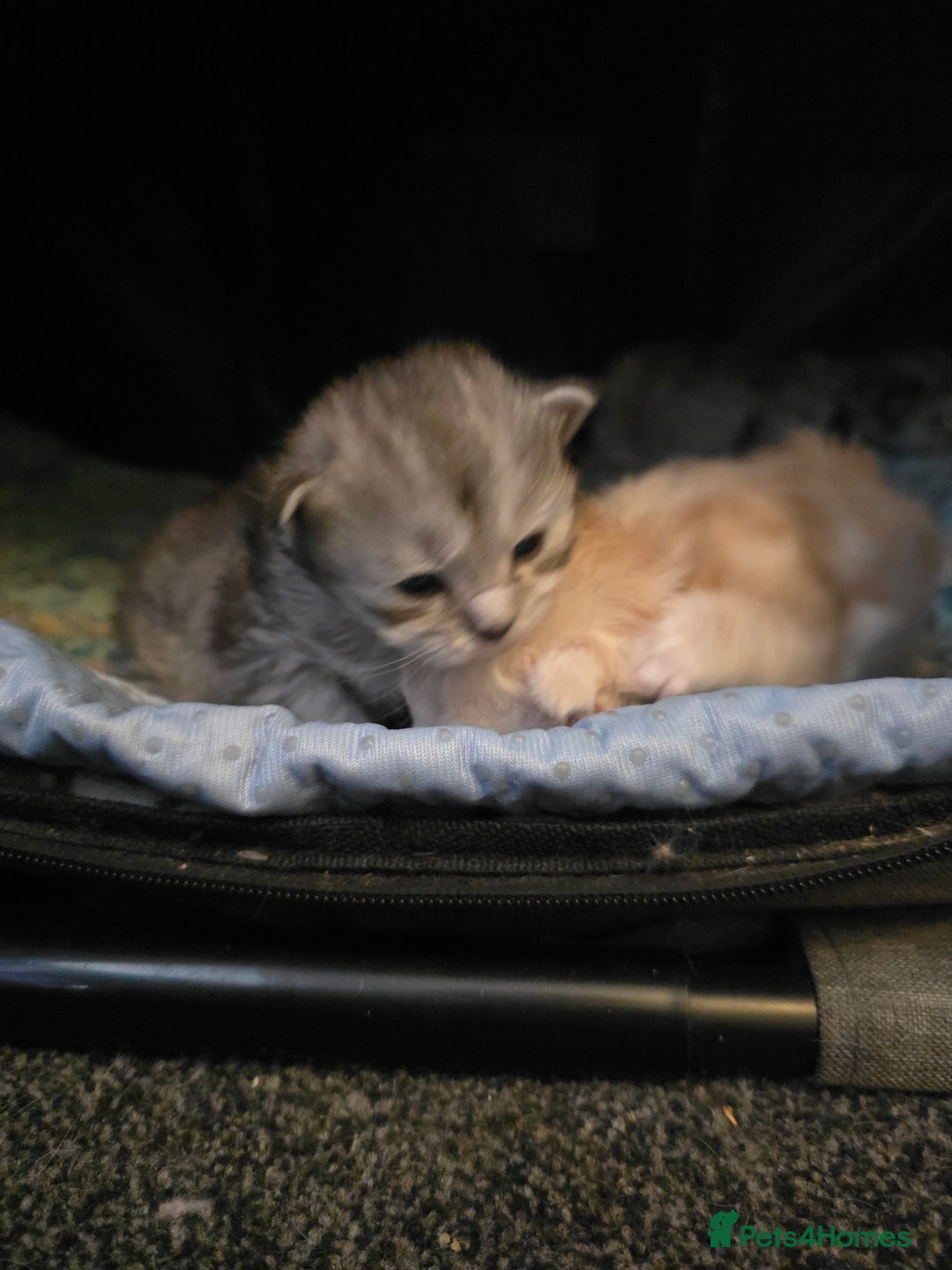 Maine Coon cats for sale: Chunky TICA registered Maine Coon Kittens - Advert 6