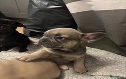 French Bulldog dogs for sale: French bulldogs ready now!  - Image 1