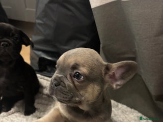 French Bulldog dogs for sale - Advert 1