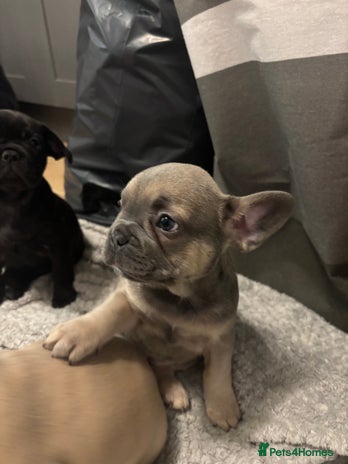 French Bulldog dogs - Advert 9